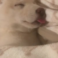 舌を出して寝るマロちゃん