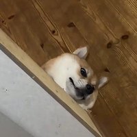 福丸ちゃんが凝視！！