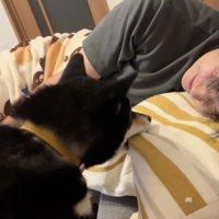 枕をガブゥ！