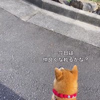 鳴き声をあげる猫