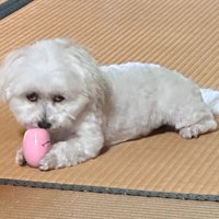 渡さない