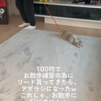 引きずられる犬5