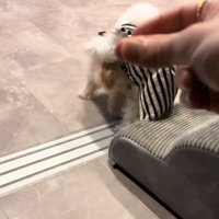 飼い主さんの手