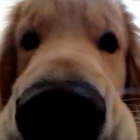 ドアップ