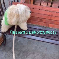怒る犬1