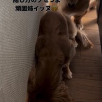 隠し持ったものをうつむいて守るダックス