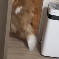 玄関へ向かう犬