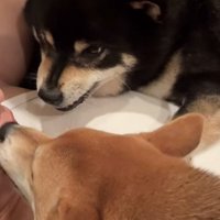 息子さんの口を舐める赤柴