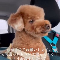 トイプードルの八萬くん