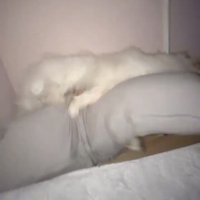 抱き枕に前脚をかける犬