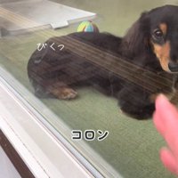 ママがお迎えに来た時のコロンちゃん4