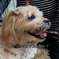 女子力がアップしたまるるちゃん