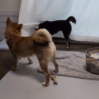 カーテンを引っ張るこむぎくん1