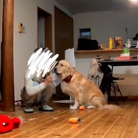 反省するこむぎ君