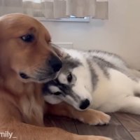 ゴールデンレトリバーの前足に頭を乗せるハスキー犬