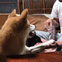 ももちゃんが芸を披露