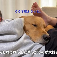 抱っこの代わりに顎乗せ
