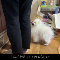 リンゴを切ってくれた