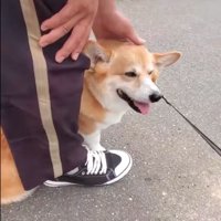 足の間に入る犬