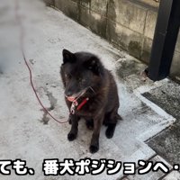 戻ってきて再び番犬モード