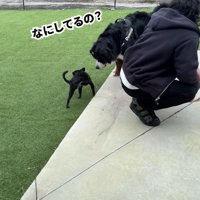 どんちゃんとジジくんのふれあい3