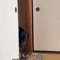 ルールを守る大型犬