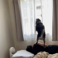 眠っている飼い主の腕の上に乗る犬