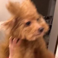 どうやってついたの？