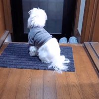 玄関ドアを見つめる犬