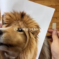 ライオンのパネルに顔を入れる犬