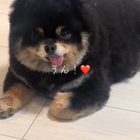 飼い主の言葉に首を振って返事する犬