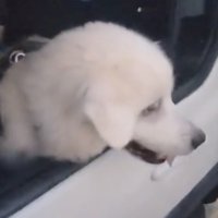 「ドライブごっこ」を大満喫
