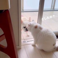 うどん君とあられちゃんの愉快なやり取り2