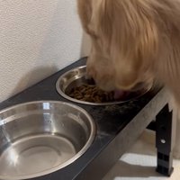 ご飯を食べる大型犬