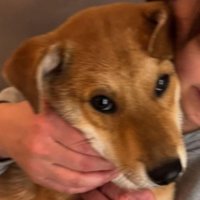 風ちゃんとの出会い4