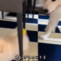 歩く犬1