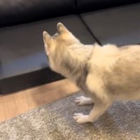 小型犬と遊ぶ大型犬