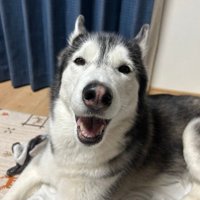 ラニちゃんがあくびをする瞬間7