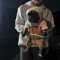 フードをかぶせられた犬