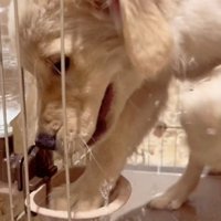 水をこぼす犬3