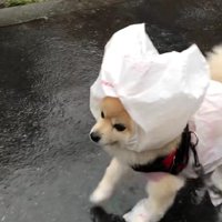 お手製のレインコート♪