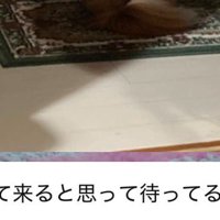 わんこの写真が届いた