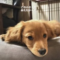 ペットベッドで伏せるカニヘンダックスフンドのパピー