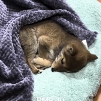 ブランケットにくるまって横になる子犬