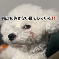 パパが撮ったポテトくん2