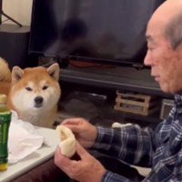 こむぎちゃんの可愛い作戦