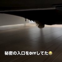 穴の奥に隠れる犬の姿
