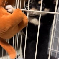縫い狂い身にパンチする豆柴の子犬