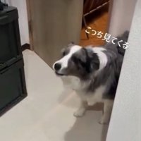 「こっち見てくる」