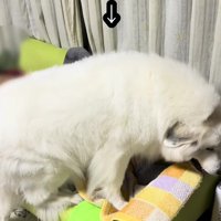 おじいちゃんが寝ているのに…